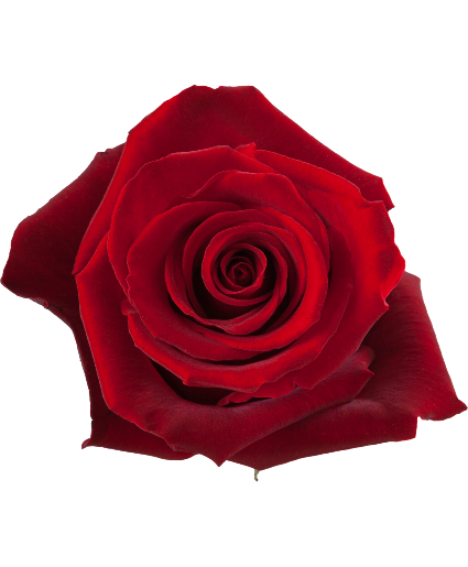 Single Red Rose Wrap $14.99 Vase Ready with Foliage and Filler! Pick up Only