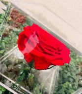 Single Rose Preserved Rose Box 