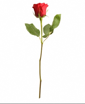 Single Rose Rose