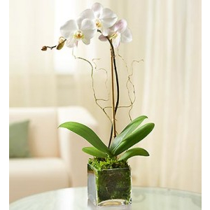 Single Stalk Orchid Plant