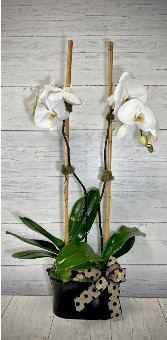 Single/Double Stem Orchid House Plant