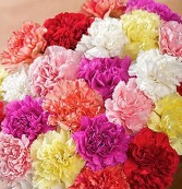 Single stem carnation 