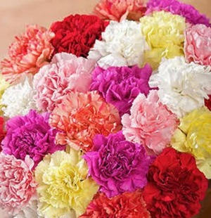 Single stem carnation 