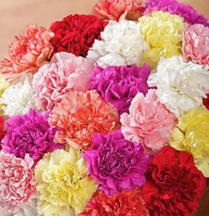 Single stem carnation