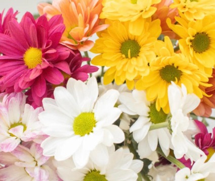 single stem Daisy