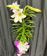 Single-Stem Easter Lily Plant