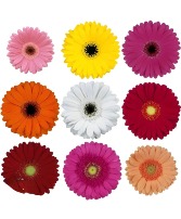 single stem Gerbera Daisy 