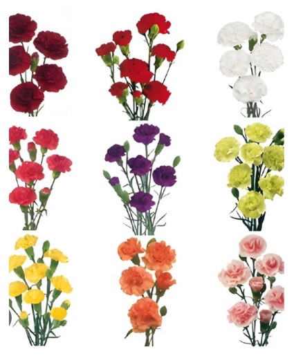single stem mini carnation
