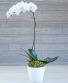 Single Stem Orchid  