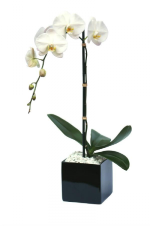 Single Stem Orchid Blooming Plant