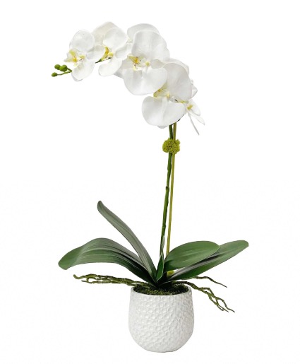 Single Stem Orchid  House Plant 