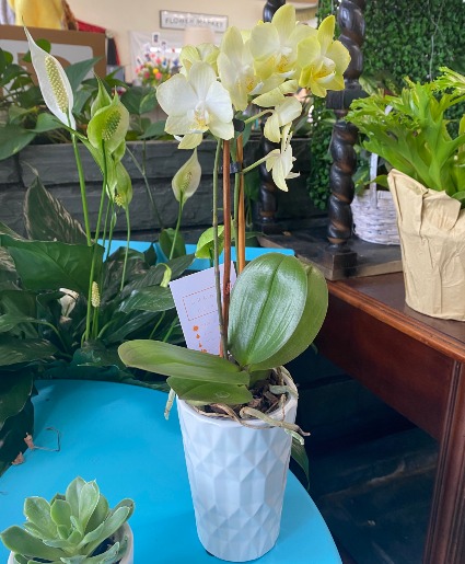 Single Stem Orchid Orchid