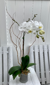 Single Stem Orchid Plant Flowering Plant