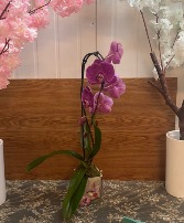 Single-stem purple Swan orchid 