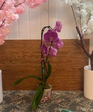 Single-stem purple Swan orchid 