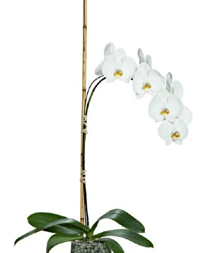 Single Stem Orchid Sympathy Tribute