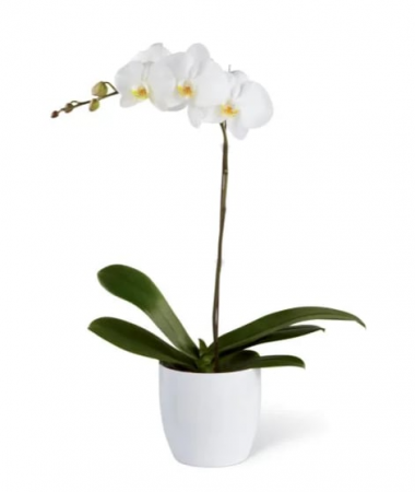  Phalaenopsis Orchid 