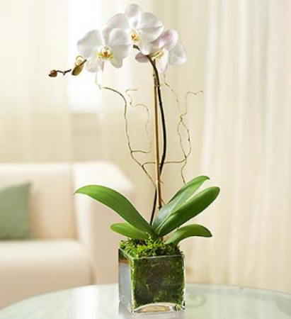 Single Stem Phalaenopsis Orchid in Cube Plant