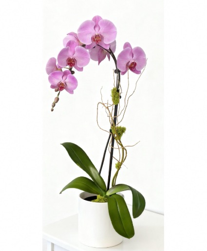 Single Stem Purple Orchid  House Plant 