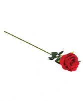 Single Stem Red Rose  