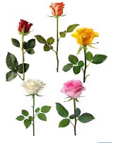 single stem Rose (choose color in notes) 