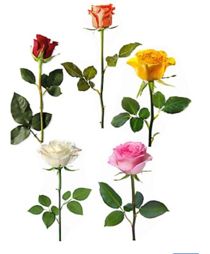 single stem Rose (choose color in notes) 