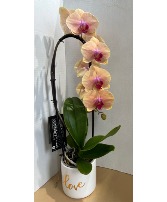 Single Stem Waterfall Orchid Planter