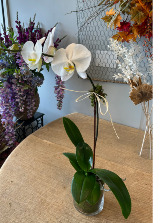 Single stem white phallenopsis orchid Flowering Plant