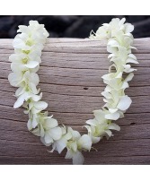 Single Strand Orchid Lei – White 