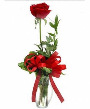 Single vase rose  