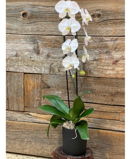 Single Water Fall   Orchid 