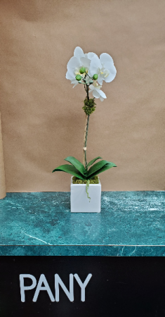 Single White Orchid Arrangement