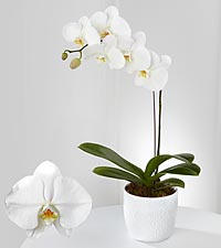 SINGLE WHITE ORCHID PLANT 