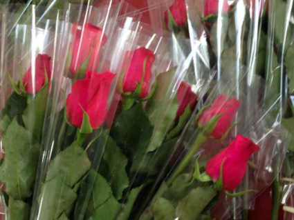 Single Wrapped Long Stem Red Roses ((Pick Up Only) Single Wrapped Roses