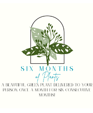 Six Months of Plants Green Plants