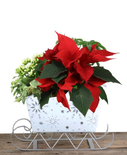 Sleigh Planter 