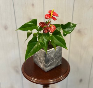 Small Anthurium  