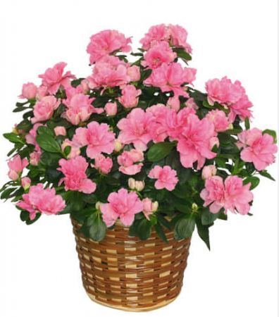 Small Azalea Plant