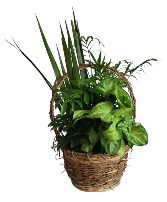 Small Basket Dishgarden Plant