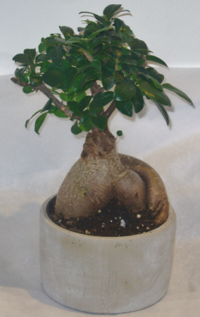 SMALL BONSAI PLANTER Indoor Plants