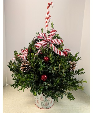 SOLD  Small Boxwood Tree NFS-C28