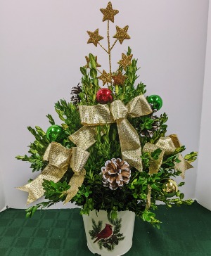 Small boxwood tree NFS-C31 Boxwood