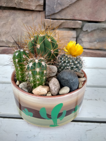 Small Cactus Garden 