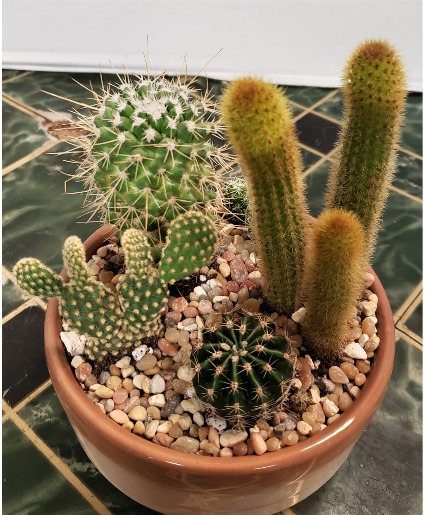 Small Cactus Garden Plants
