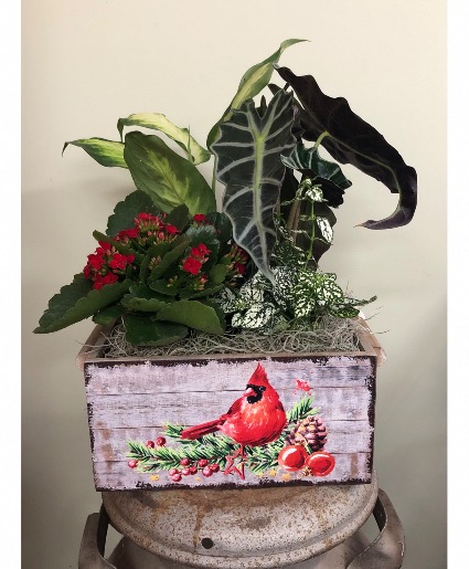 Small cardinal planter Live plants 