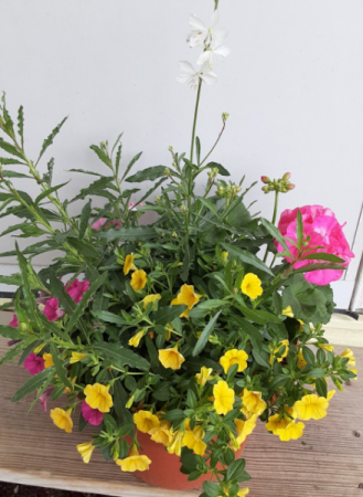 small combo pot plants will vary