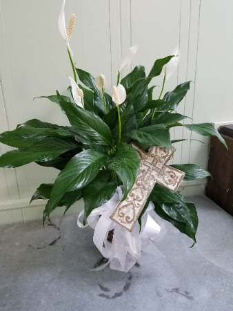 Small Cross of Peace Plant