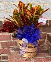 Small Croton Sympathy Plant