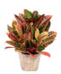 Small Croton House Plant