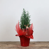 Small decorated Christmas Tree Plant